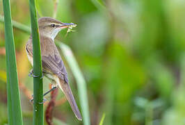 Clamorous Reed Warbler