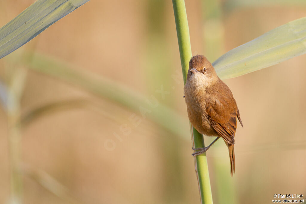 Clamorous Reed Warbler