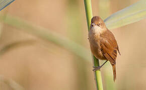 Clamorous Reed Warbler