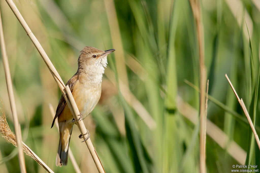 Great Reed Warbler