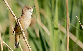 Great Reed Warbler