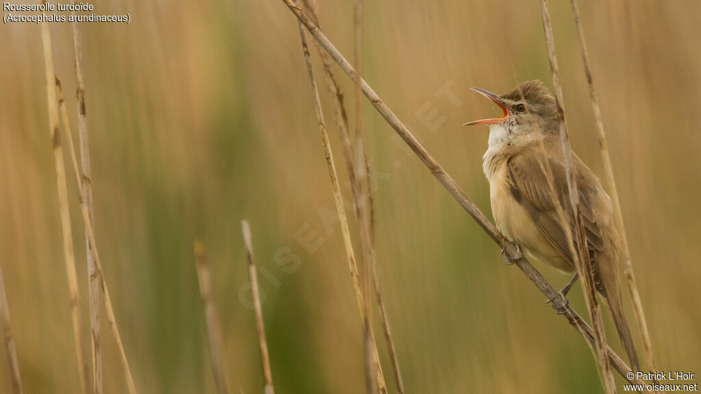 Great Reed Warbler