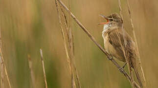 Great Reed Warbler