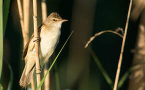 Great Reed Warbler