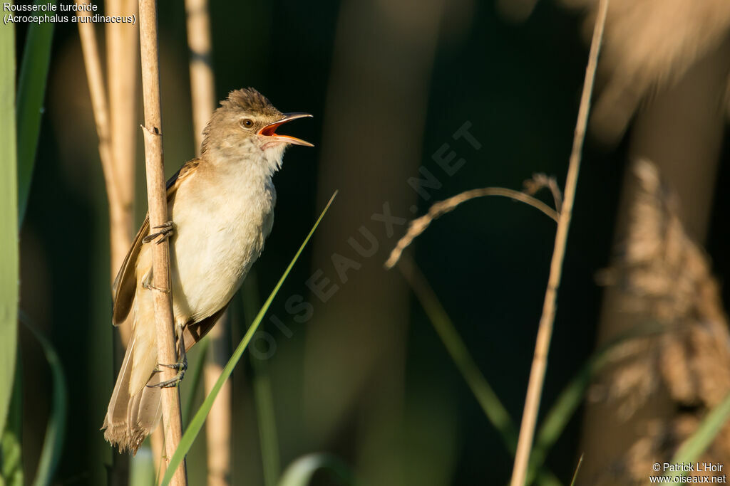 Great Reed Warbler