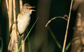 Great Reed Warbler