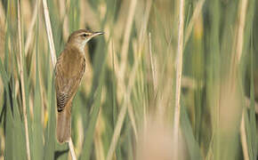 Great Reed Warbler