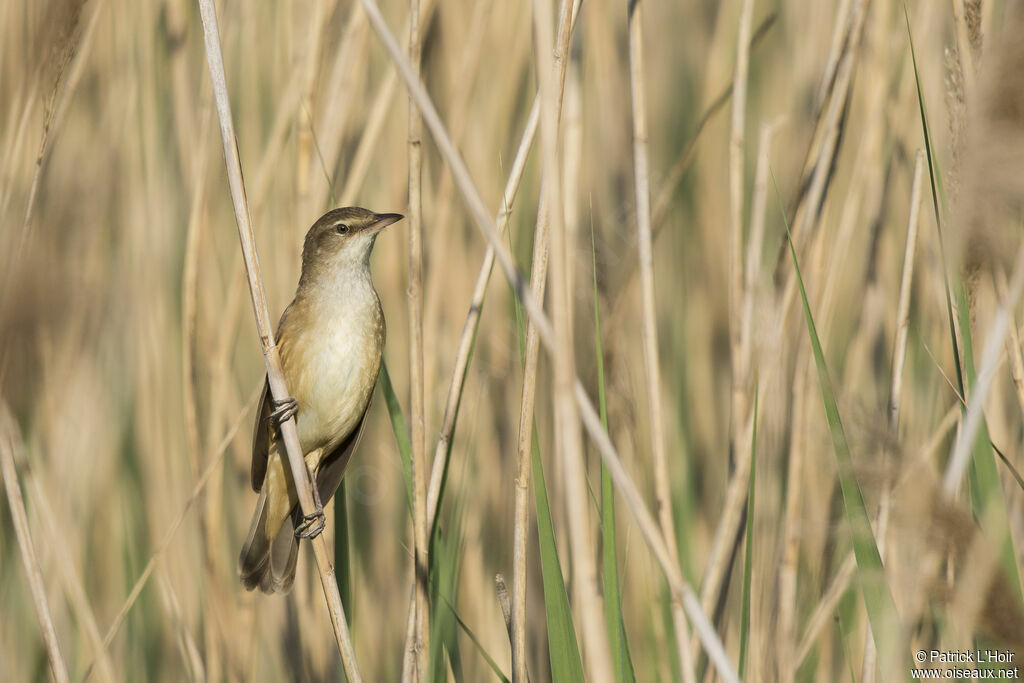 Great Reed Warbler