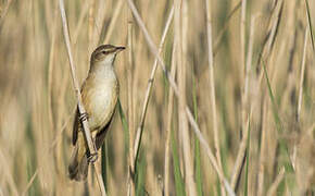 Great Reed Warbler