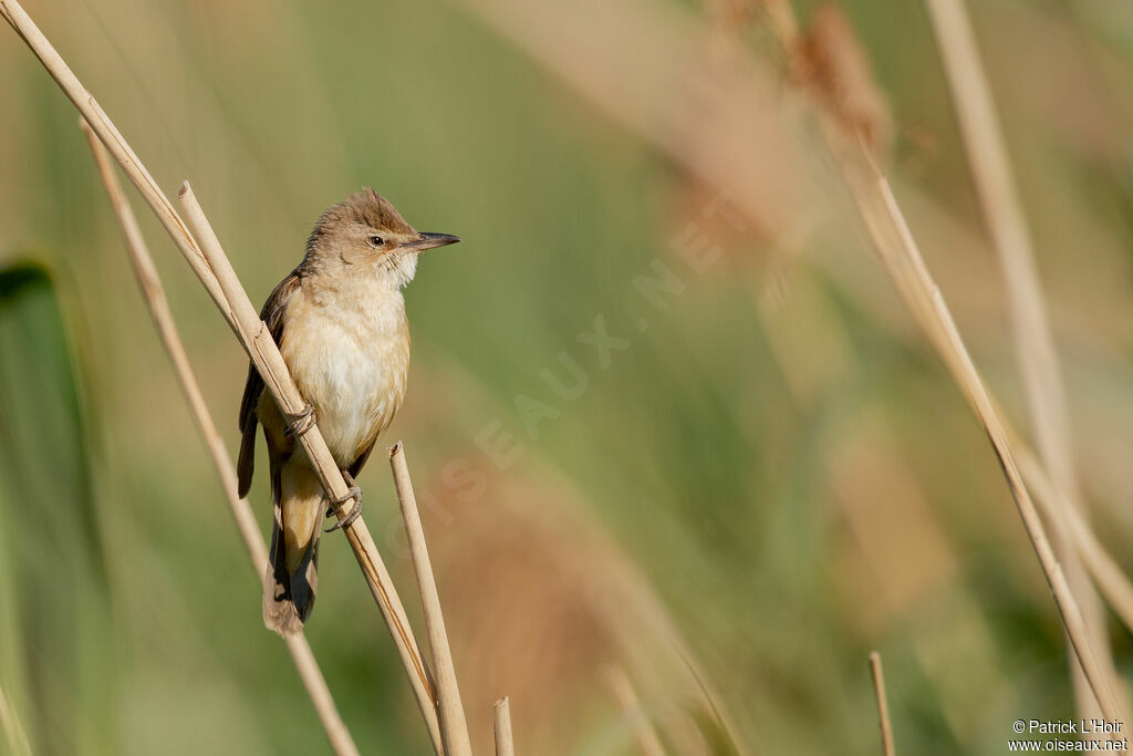 Great Reed Warbler