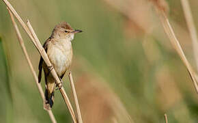 Great Reed Warbler