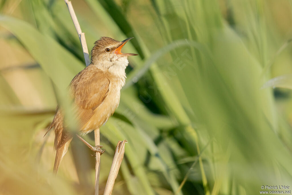 Great Reed Warbler