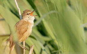 Great Reed Warbler