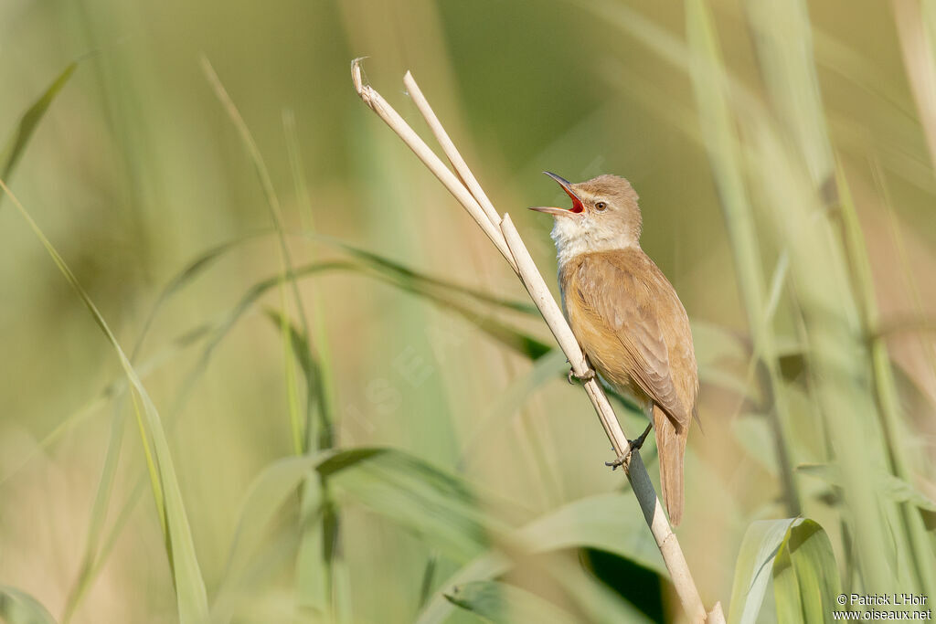 Great Reed Warbler