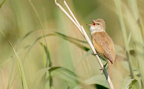 Great Reed Warbler