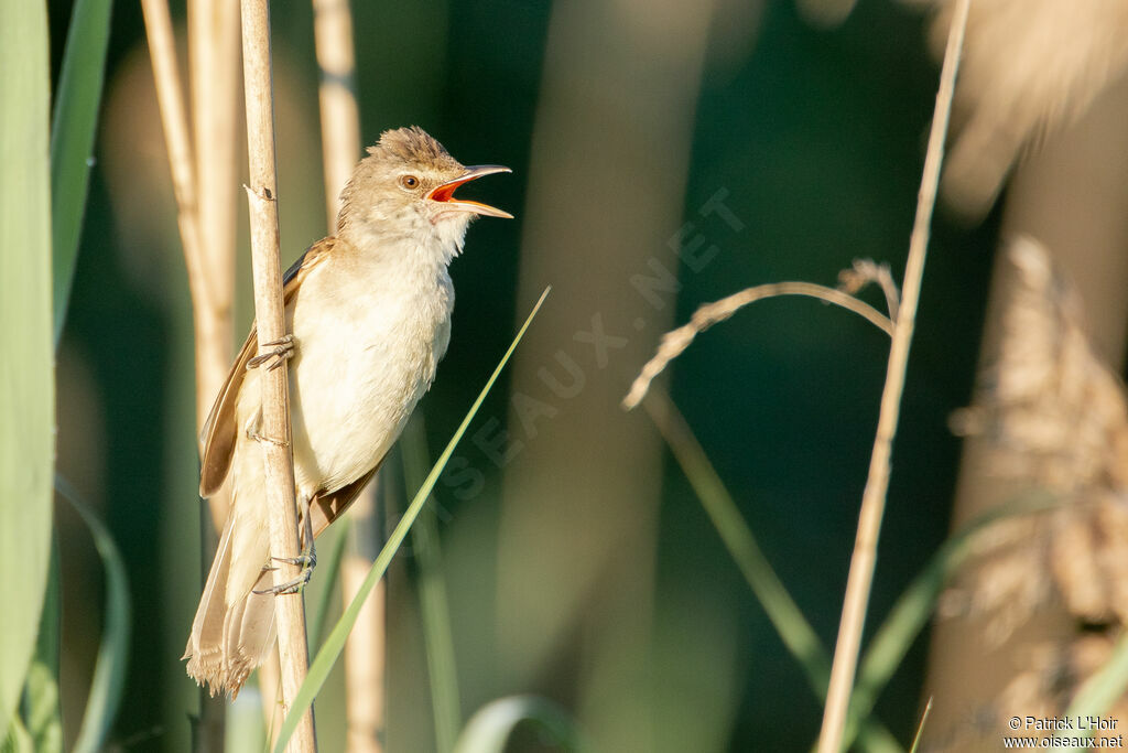 Great Reed Warbler