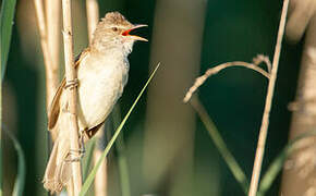 Great Reed Warbler