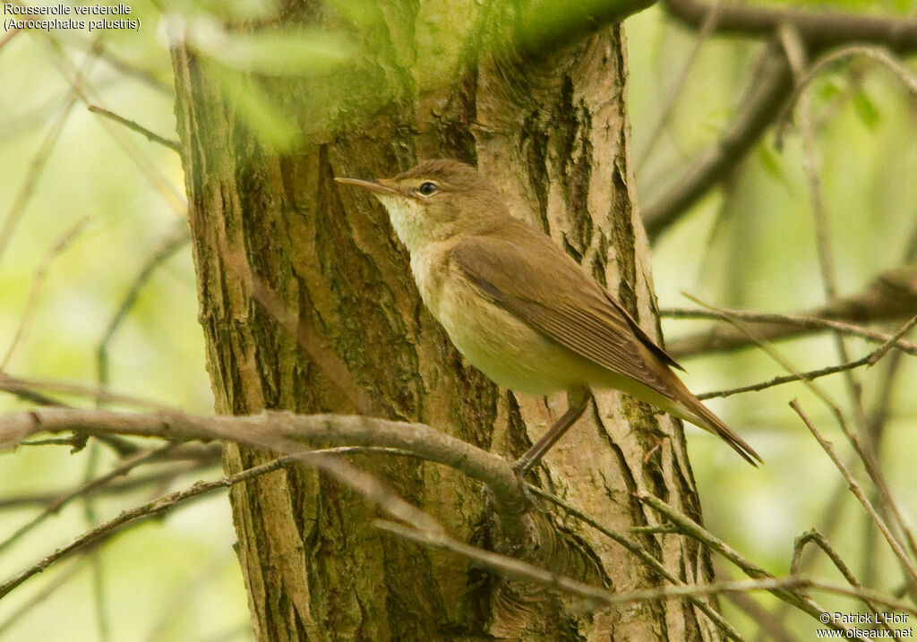 Rousserolle verderolle