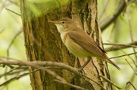 Marsh Warbler