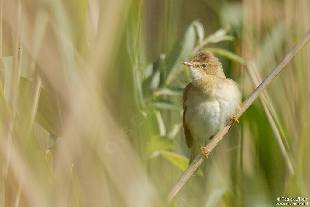 Marsh Warbler