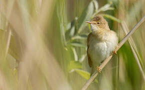 Marsh Warbler