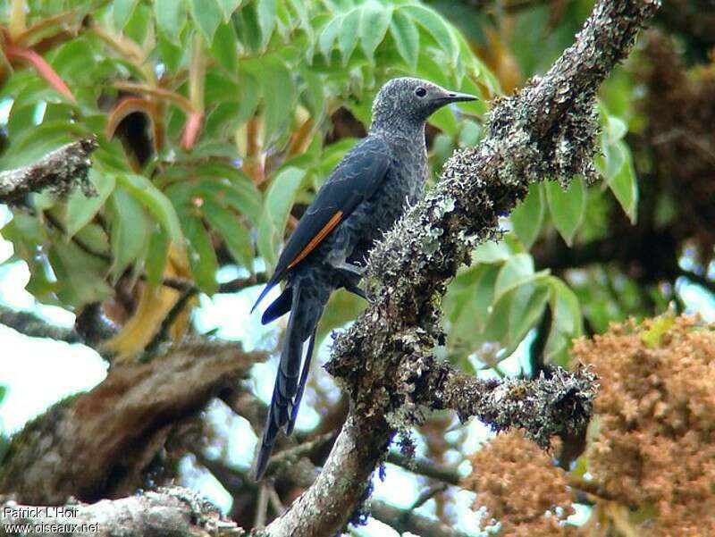 Slender-billed Starling female adult, identification