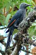 Slender-billed Starling