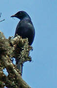 Kenrick's Starling