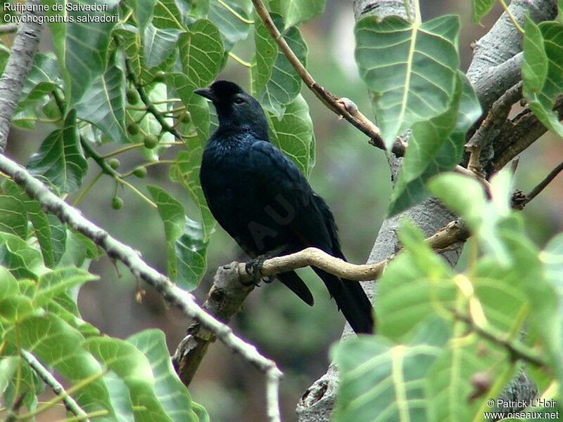 Rufipenne de Salvadoriadulte, habitat