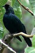 Bristle-crowned Starling