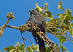 Waller's Starling