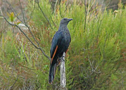 Red-winged Starling