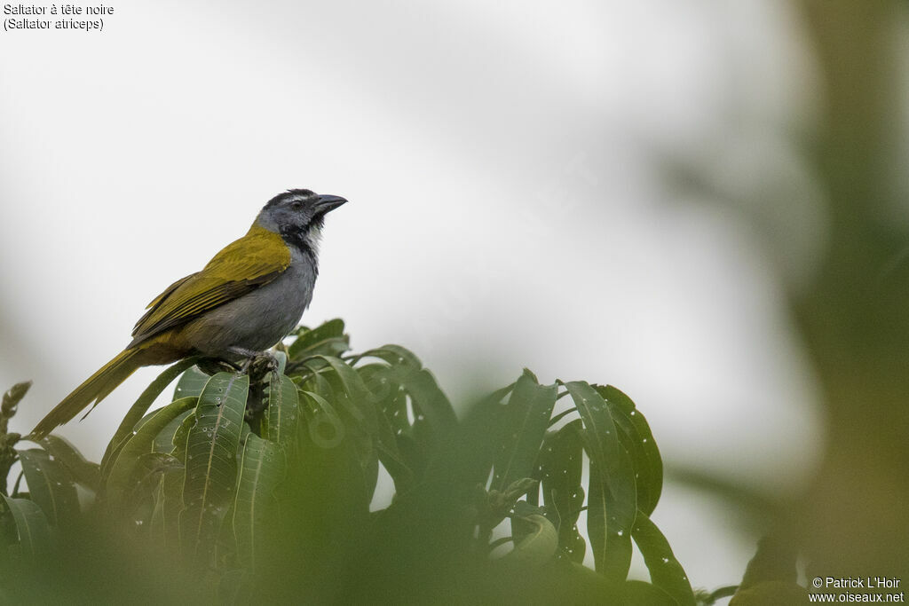 Saltator à tête noire