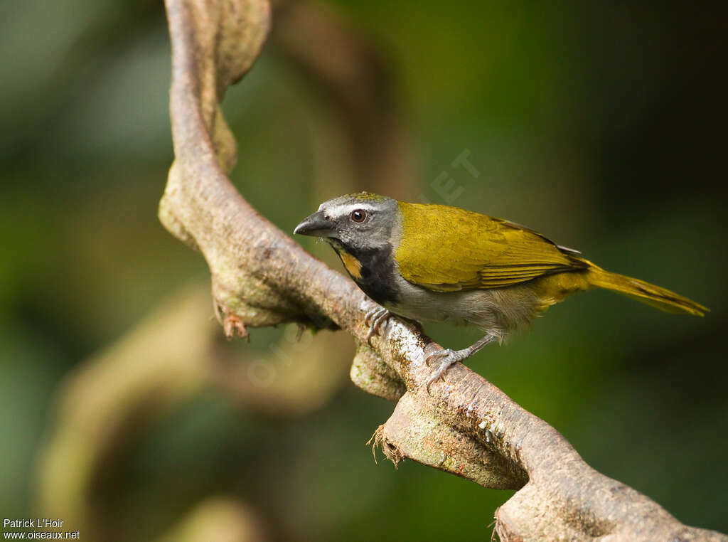 Buff-throated Saltatoradult, identification