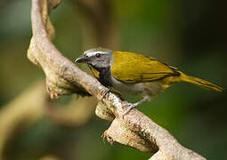 Buff-throated Saltator