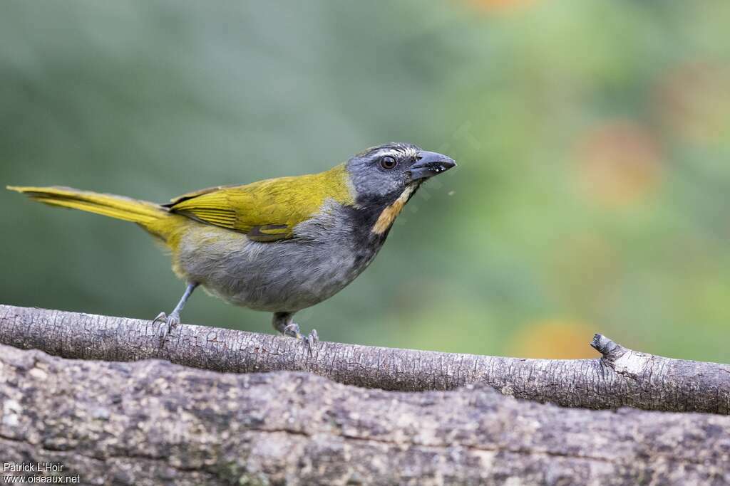 Buff-throated Saltator