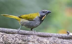 Buff-throated Saltator