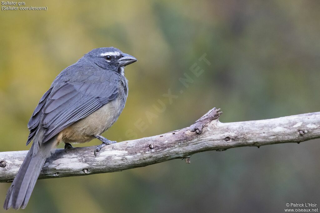 Bluish-grey Saltatoradult, identification