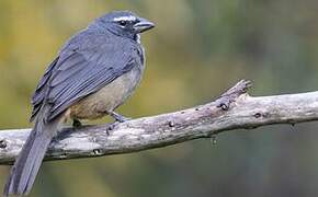 Greyish Saltator