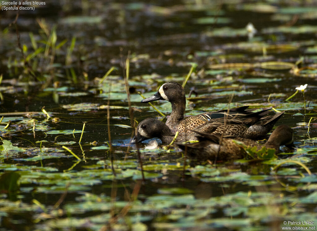 Blue-winged Tealadult