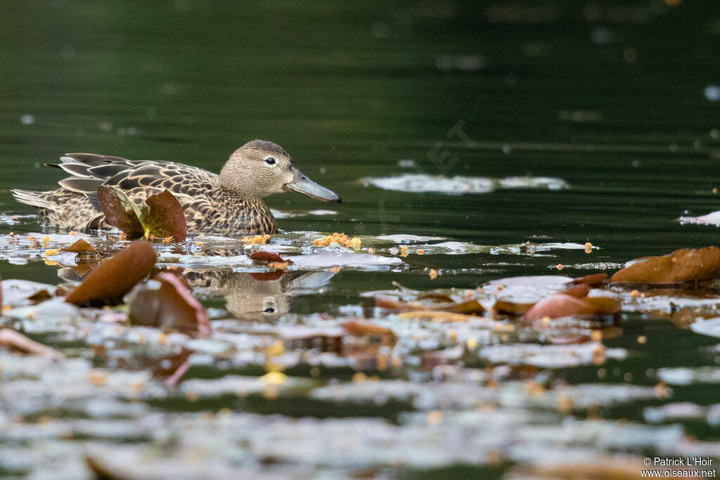 Cinnamon Teal female adult