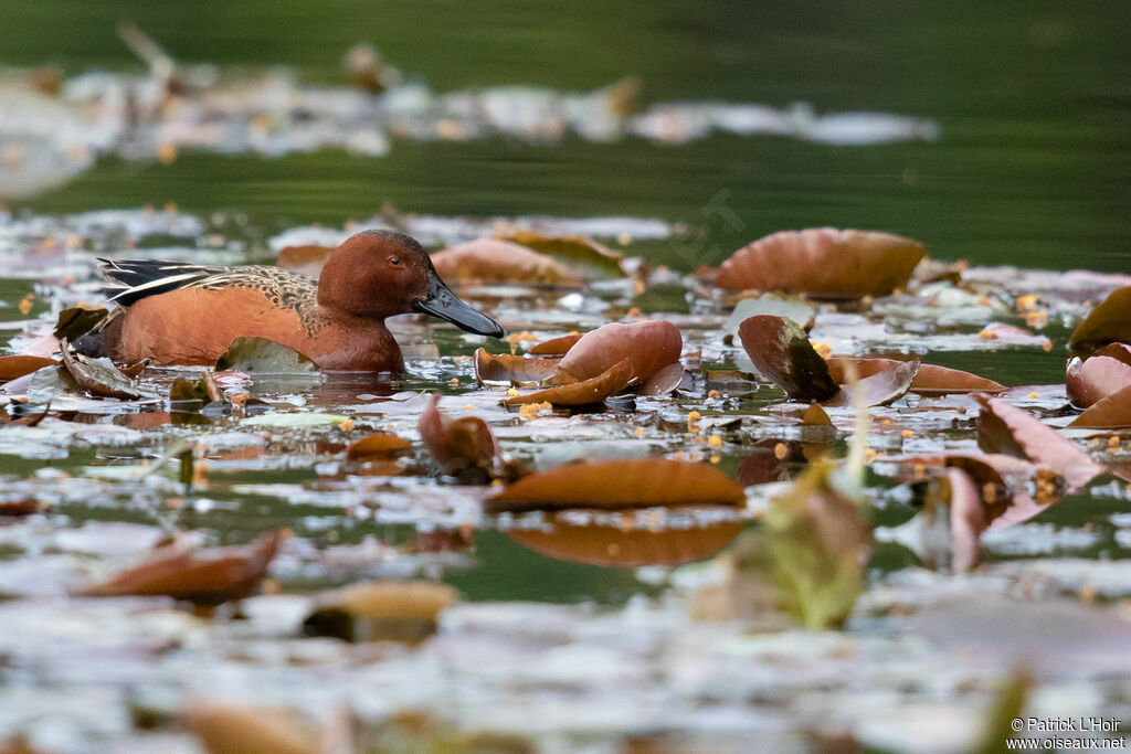 Cinnamon Teal