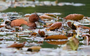 Cinnamon Teal