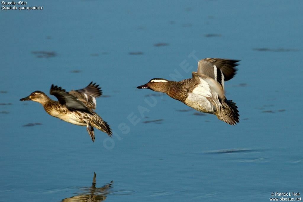 Garganey adult, Flight