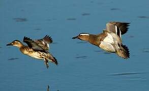 Garganey