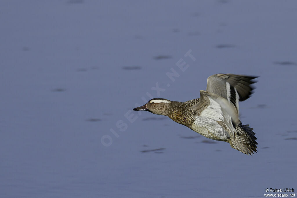 Garganey