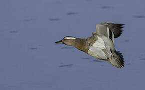 Garganey