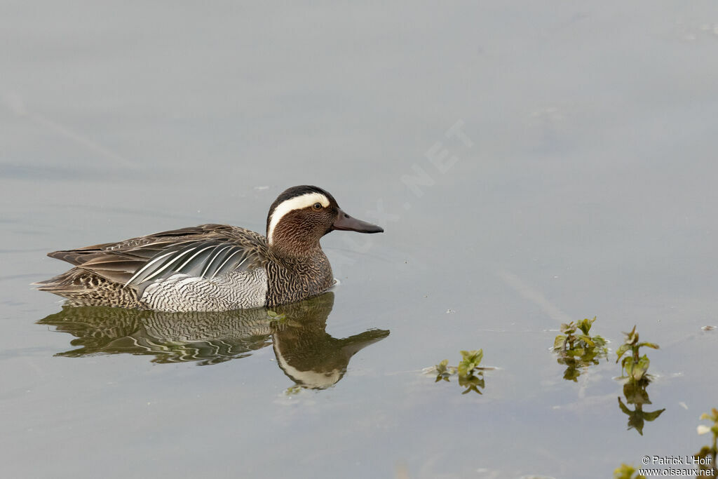 Garganey male adult breeding