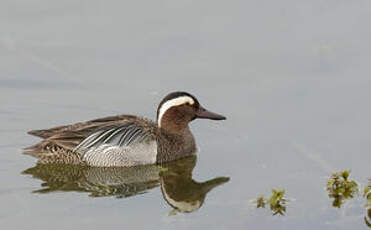 Sarcelle d'été