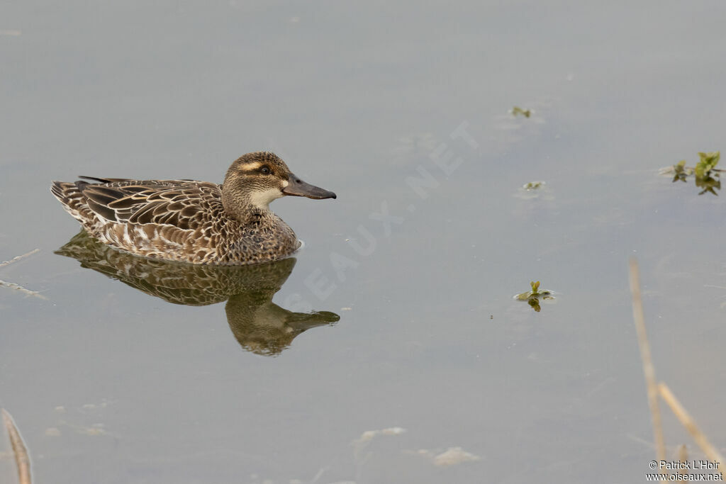 Garganey female adult breeding